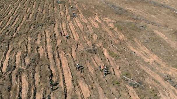 Restauração florestal. Conservação da ecologia. Tiro aéreo — Vídeo de Stock