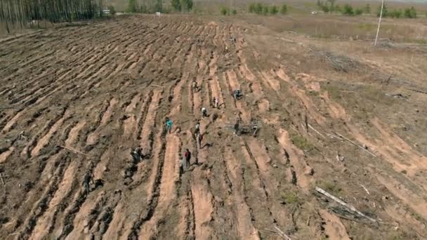 Restauration forestière. Conservation de l'écologie. Prise de vue aérienne 