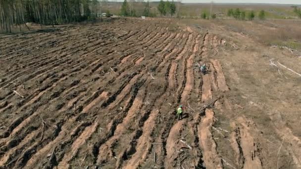 Αποκατάσταση δασών. Διατήρηση της οικολογίας. Εναέρια γυρίσματα — Αρχείο Βίντεο