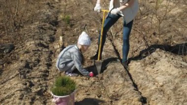 Ağaç fidanı dikmek. Orman restorasyonu, ekolojinin korunması.