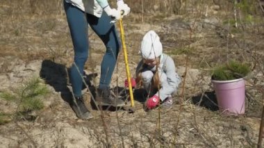 Ağaç fidanı dikmek. Orman restorasyonu, ekolojinin korunması.