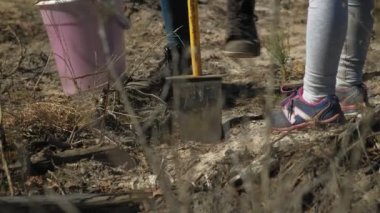 Ağaç fidanı dikmek. Orman restorasyonu, ekolojinin korunması.