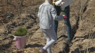 Ağaç fidanı dikmek. Orman restorasyonu, ekolojinin korunması.