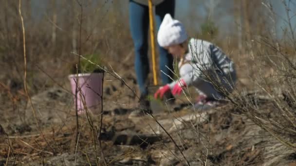 Aanplant boom boompjes. Bosrestauratie, bescherming van ecologie. — Stockvideo