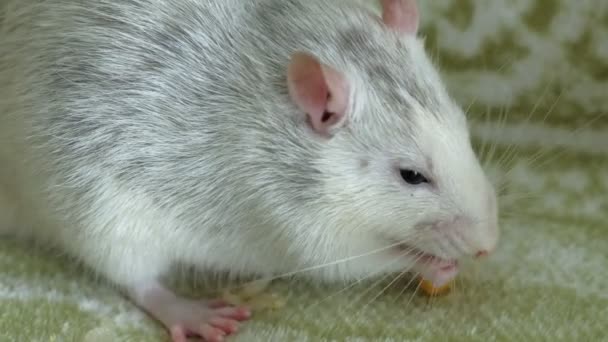 Ratto grigio che mangia sul divano cibo, animali domestici — Video Stock