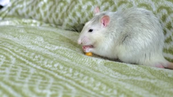 Rata gris comiendo en el sofá comida, mascotas — Vídeos de Stock