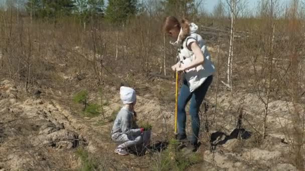 Aanplant boom boompjes. Bosrestauratie, bescherming van ecologie. — Stockvideo