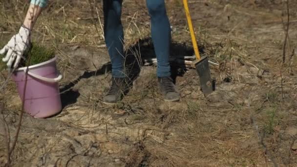 Pflanzung von Baumsetzlingen. Wiederherstellung des Waldes, Schutz der Ökologie. — Stockvideo