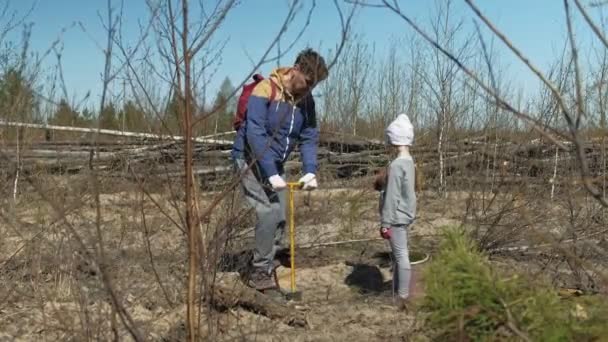 Planting tree saplings. Forest restoration, protection of ecology. — Stock Video