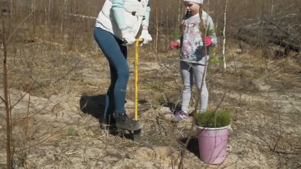 Plantando plantaciones de árboles. Restauración forestal, protección de la ecología . — Vídeos de Stock