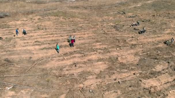 Restauration forestière. Conservation de l'écologie. Prise de vue aérienne 