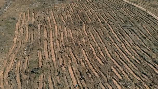 Restauración forestal. Conservación ecológica. Disparo aéreo — Vídeo de stock