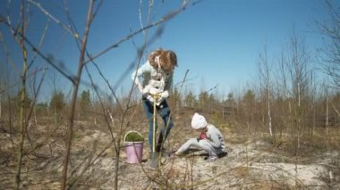 Ağaç fidanı dikmek. Orman restorasyonu, ekolojinin korunması.