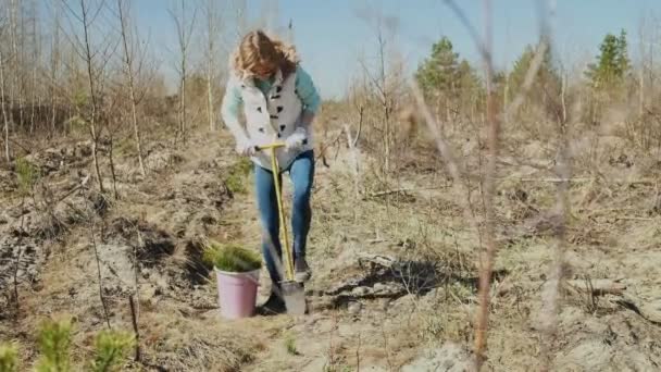 Aanplant boom boompjes. Bosrestauratie, bescherming van ecologie. — Stockvideo