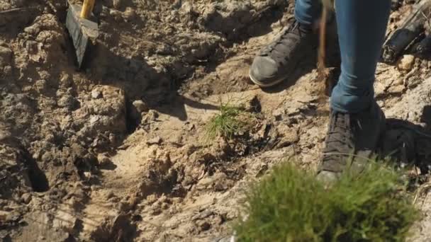 Pflanzung von Baumsetzlingen. Wiederherstellung des Waldes, Schutz der Ökologie. — Stockvideo