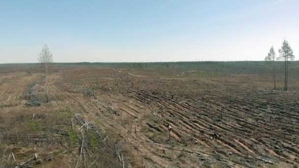 Restauração florestal. Conservação da ecologia. Tiro aéreo — Vídeo de Stock