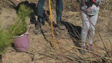 Ağaç fidanı dikmek. Orman restorasyonu, ekolojinin korunması.