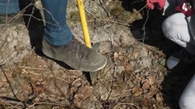 Ağaç fidanı dikmek. Orman restorasyonu, ekolojinin korunması.