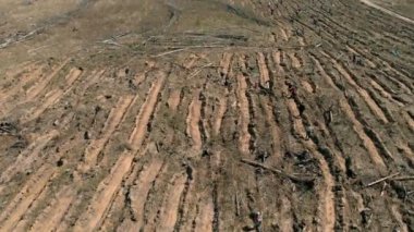 Orman restorasyonu. Ekolojinin korunması. Havadan çekim