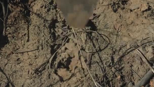 Plantando plantaciones de árboles. Restauración forestal, protección de la ecología . — Vídeo de stock