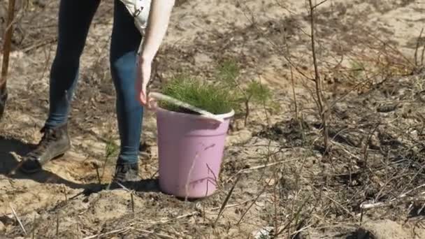 Aanplant boom boompjes. Bosrestauratie, bescherming van ecologie. — Stockvideo