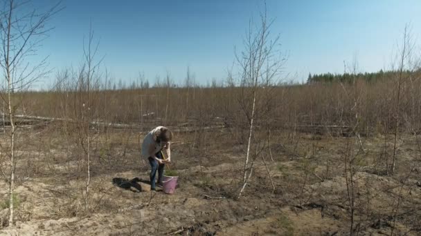 Plantar mudas de árvores. Restauração florestal, protecção da ecologia . — Vídeo de Stock