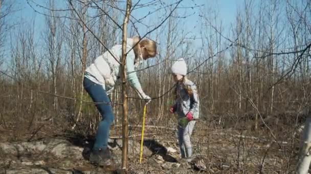 Planting tree saplings. Forest restoration, protection of ecology. — Stock Video