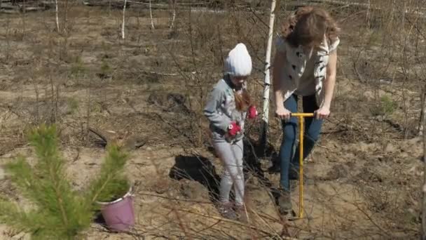 Planting tree saplings. Forest restoration, protection of ecology. — Stock Video