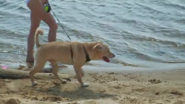 母女俩带着一只狗沿着河岸奔跑。阳光明媚的夏日。家庭度假 — 图库视频影像