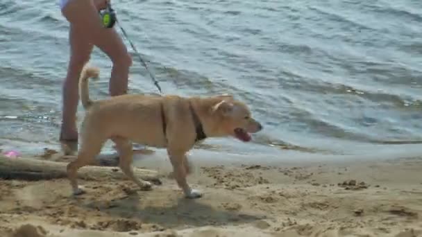 Moeder en dochter lopen langs de oever van de rivier met een hond. Zonnige zomerdag. Familie vakantie — Stockvideo