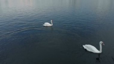 Suda beyaz kuğular. Hava saldırısı.