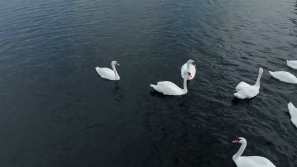 Białe łabędzie na wodzie. Strzelanina z powietrza — Wideo stockowe