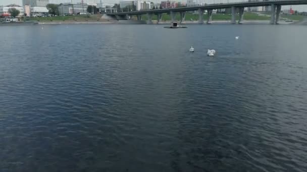 Cisnes blancos en el agua. Disparo aéreo — Vídeo de stock