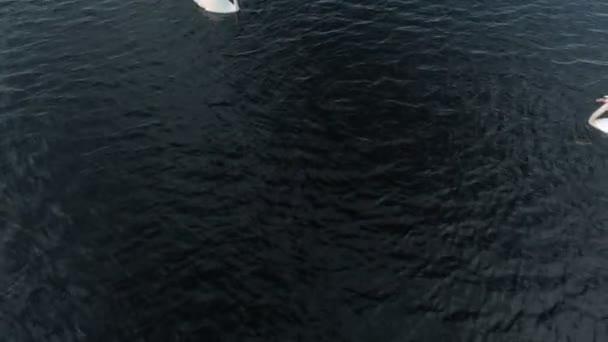 Vita svanar på vattnet. Flygfotografering — Stockvideo