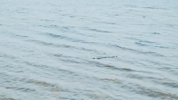 海滩上的蛇夏天。危险 — 图库视频影像
