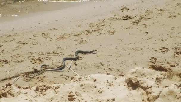 Snake on the beach. Summer. Danger — Stock Video