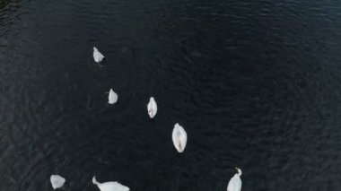 Suda beyaz kuğular. Hava saldırısı.