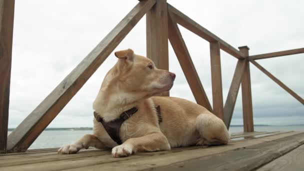 Labrador dog outdoors. A pet — Stock Video