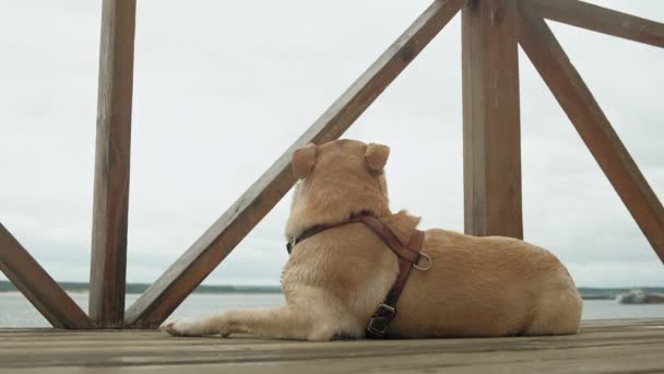 Perro labrador al aire libre. Una mascota — Vídeos de Stock