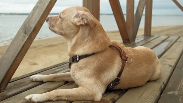 Perro labrador al aire libre. Una mascota — Vídeos de Stock