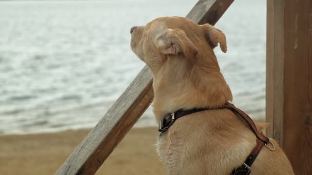 Perro labrador al aire libre. Una mascota — Vídeos de Stock