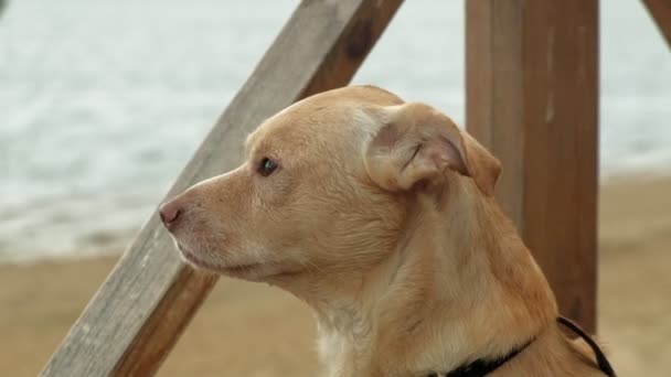 Perro labrador al aire libre. Una mascota — Vídeo de stock