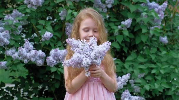 A little girl outdoors in a park or garden holds lilac flowers. Lilac bushes in the background. Summer, park — Stock Video