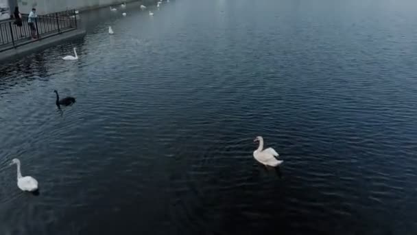 Белые лебеди на воде. Воздушная стрельба — стоковое видео