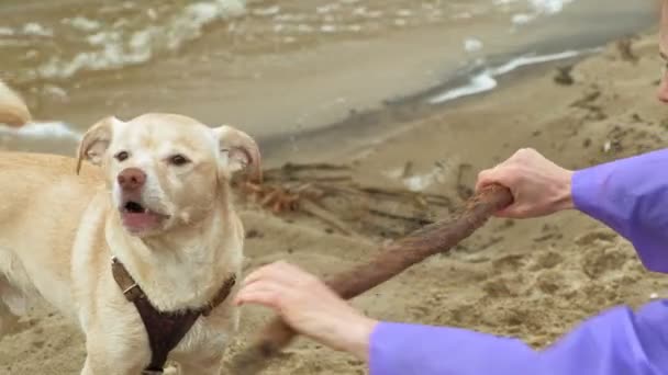 Nehrin kıyısındaki sahilde köpeği olan genç bir kadın. — Stok video