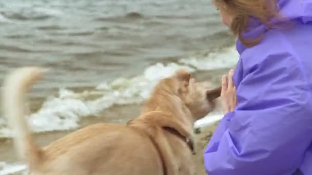 Nehrin kıyısındaki sahilde köpeği olan genç bir kadın. — Stok video
