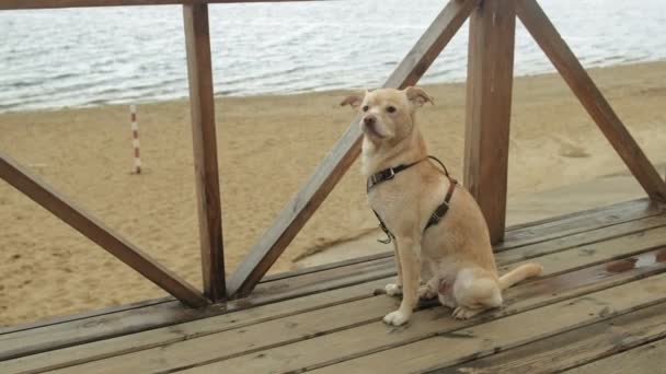 Λαμπραντόρ σκύλος σε εξωτερικούς χώρους. Ένα κατοικίδιο — Αρχείο Βίντεο