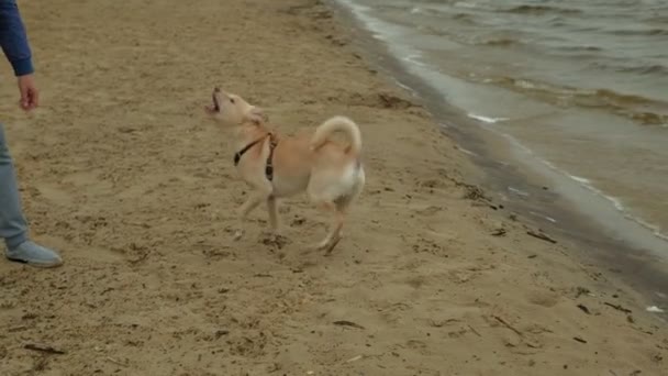 Bir adam nehir kıyısında bir köpekle oynuyor. — Stok video