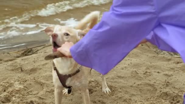 一位年轻女子带着一只狗在河边的海滩上 — 图库视频影像