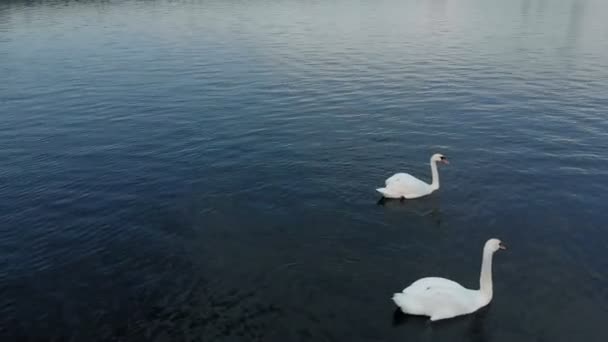 Cisnes blancos en el agua. Disparo aéreo — Vídeos de Stock